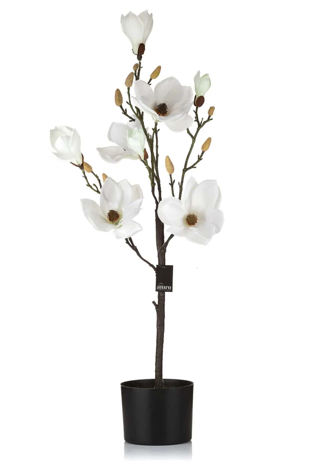Magnolia biała w doniczce_Aluro – miniatura 1