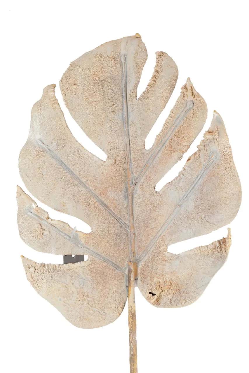 Roślina szt.-Monstera – miniatura 5