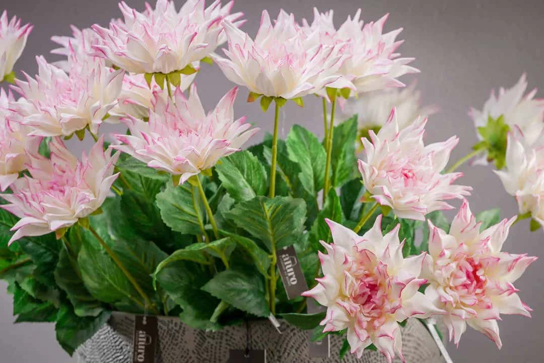 Dalia biało-różowa_ALURO – miniatura 6