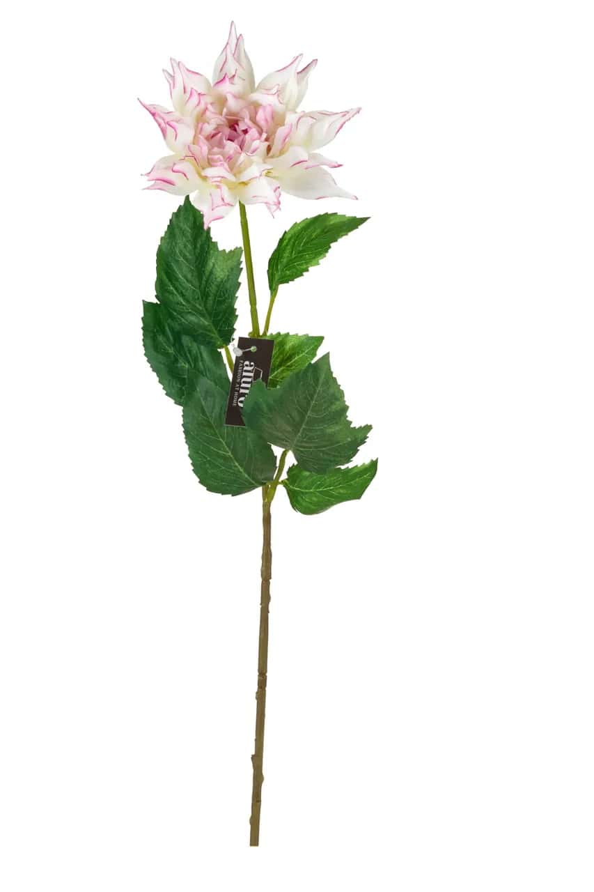 Dalia biało-różowa_ALURO – miniatura 2