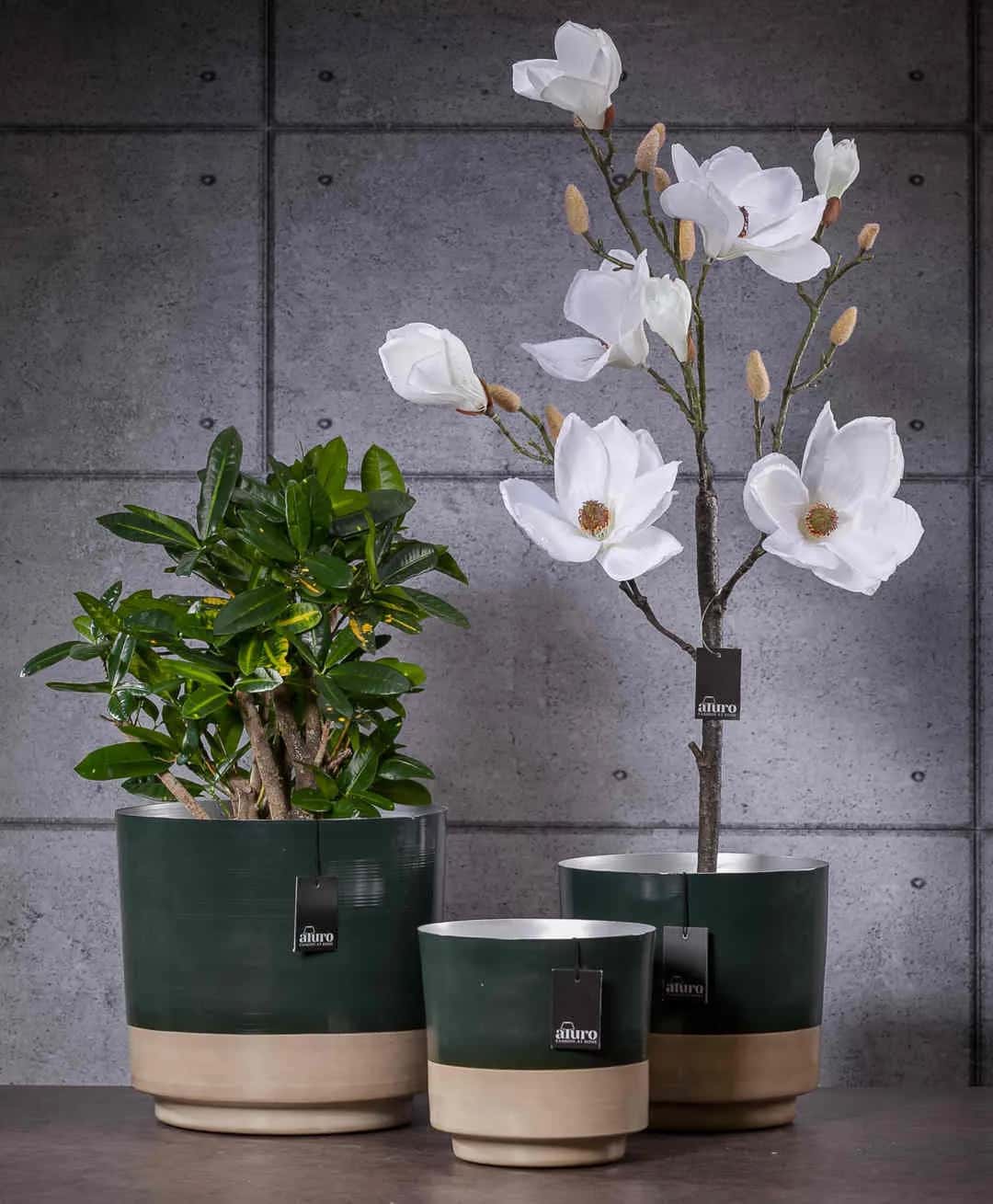 Magnolia biała w doniczce_Aluro – miniatura 5