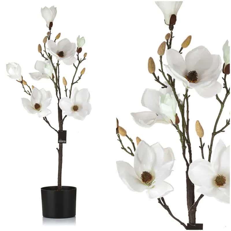 Magnolia biała w doniczce_Aluro – miniatura 7