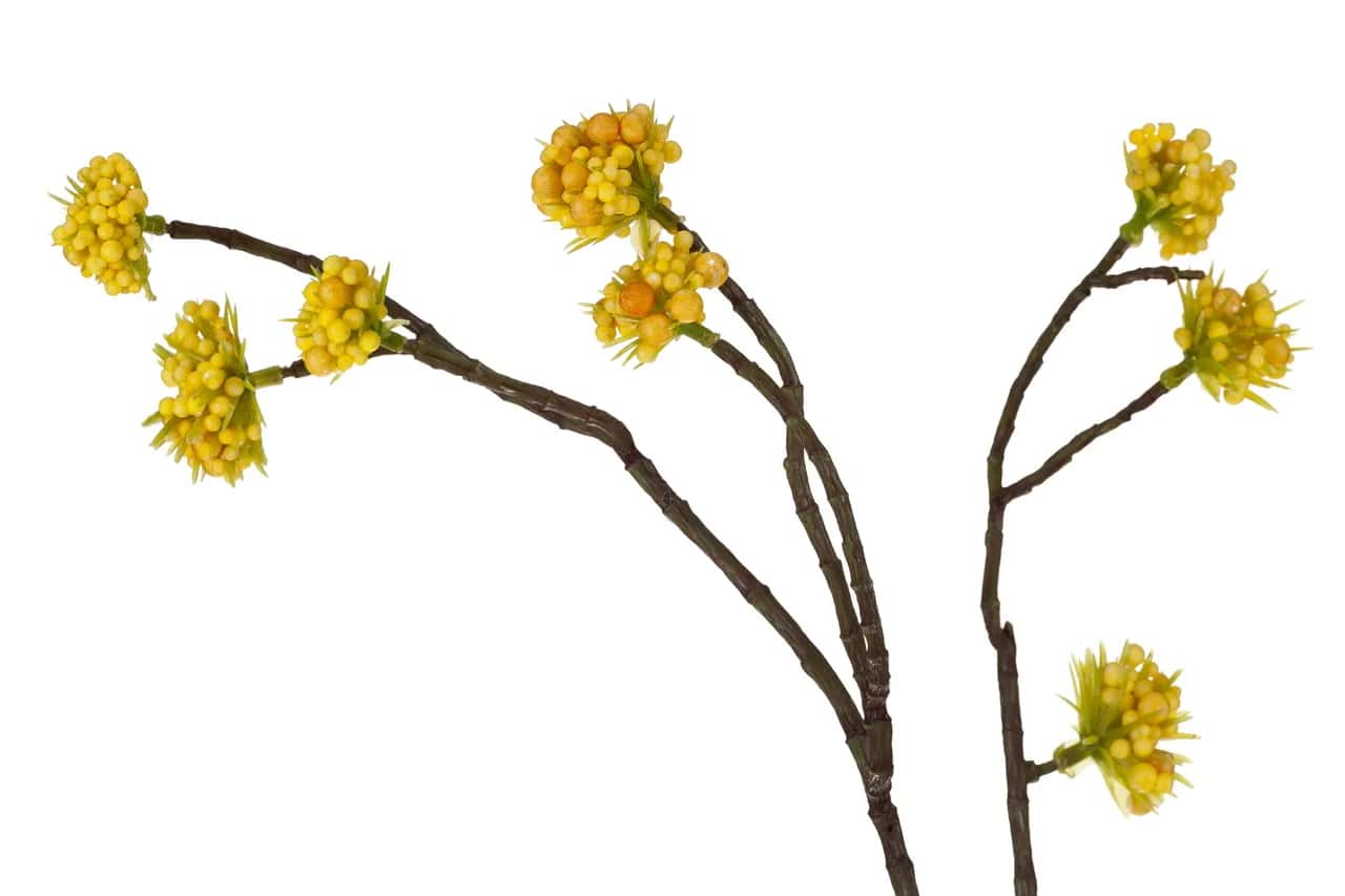 Roślina szt.-Callicarpa żółta – miniatura 3