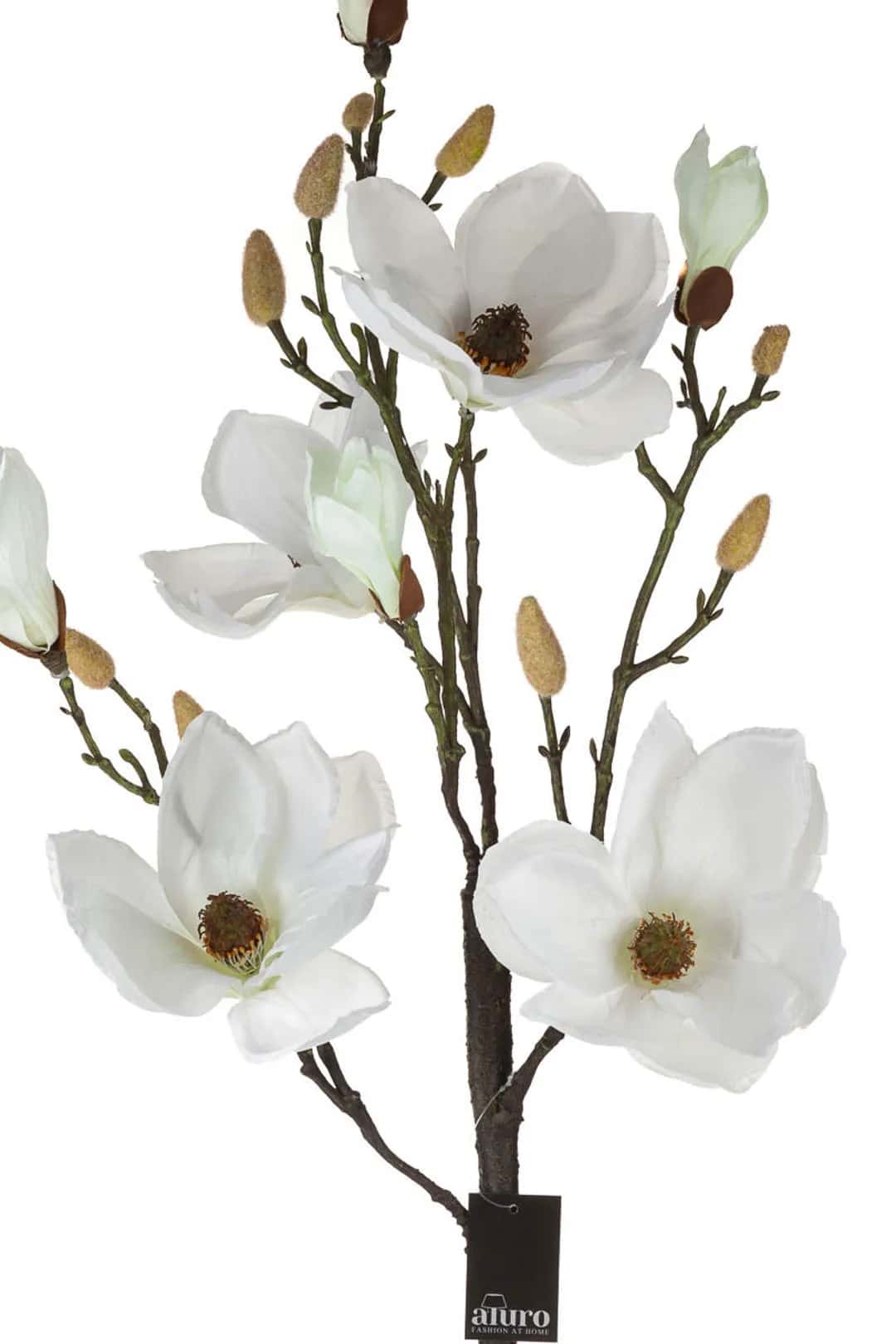 Magnolia biała w doniczce_Aluro – miniatura 2