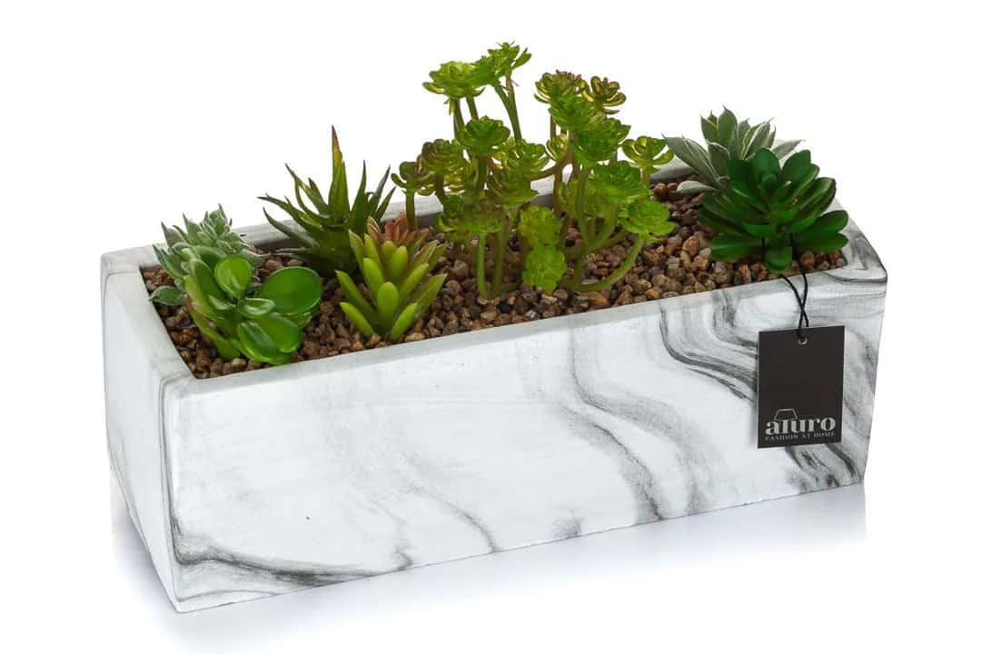 Ogródek z kaktusami_Aluro – miniatura 8