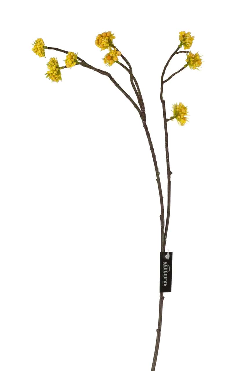 Roślina szt.-Callicarpa żółta – miniatura 2