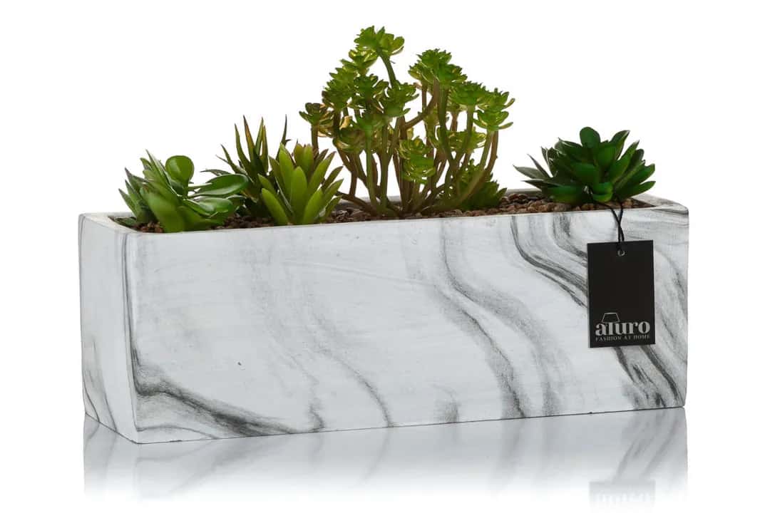 Ogródek z kaktusami_Aluro – miniatura 1