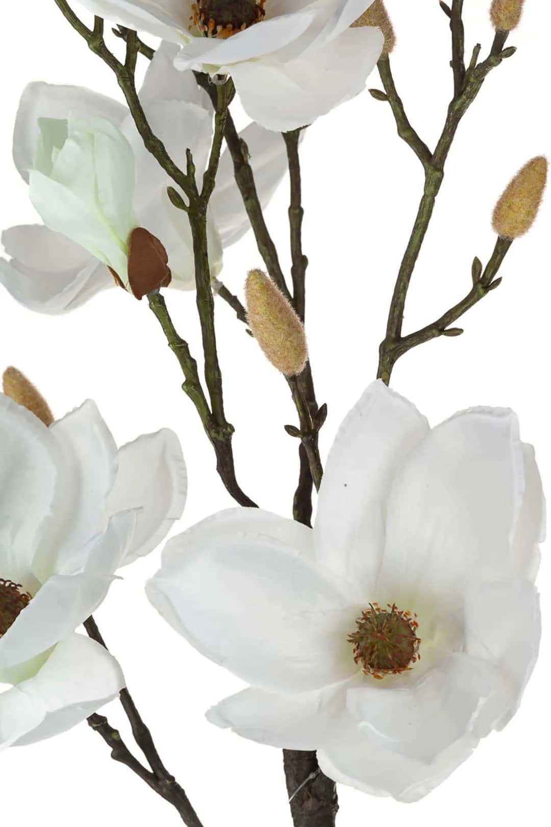Magnolia biała w doniczce_Aluro – miniatura 3
