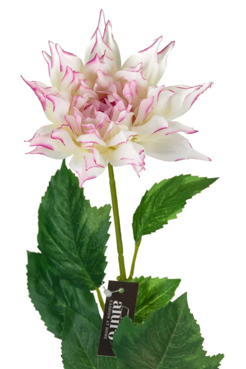 Dalia biało-różowa_ALURO – miniatura 3
