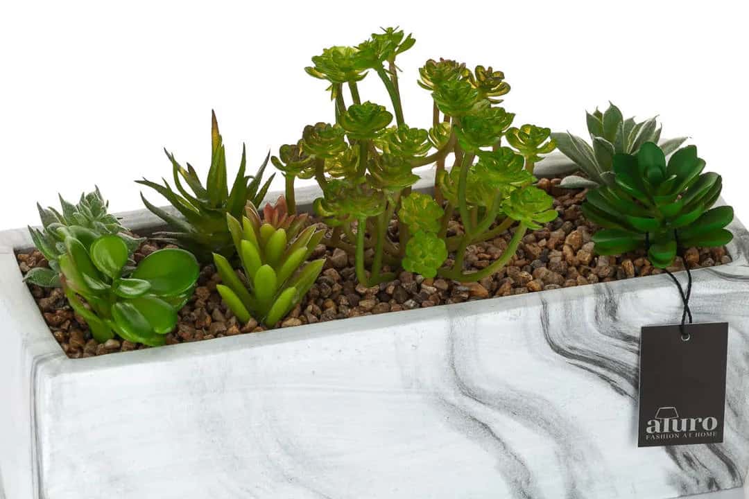 Ogródek z kaktusami_Aluro – miniatura 7