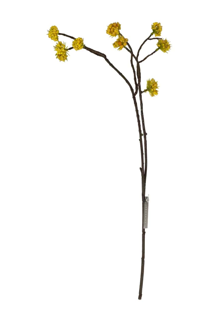 Roślina szt.-Callicarpa żółta – miniatura 1