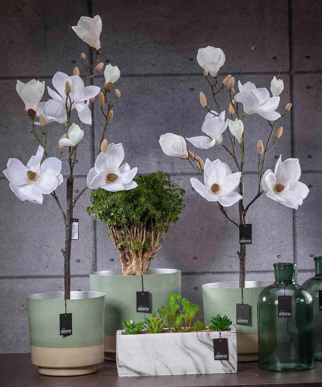 Magnolia biała w doniczce_Aluro – miniatura 6