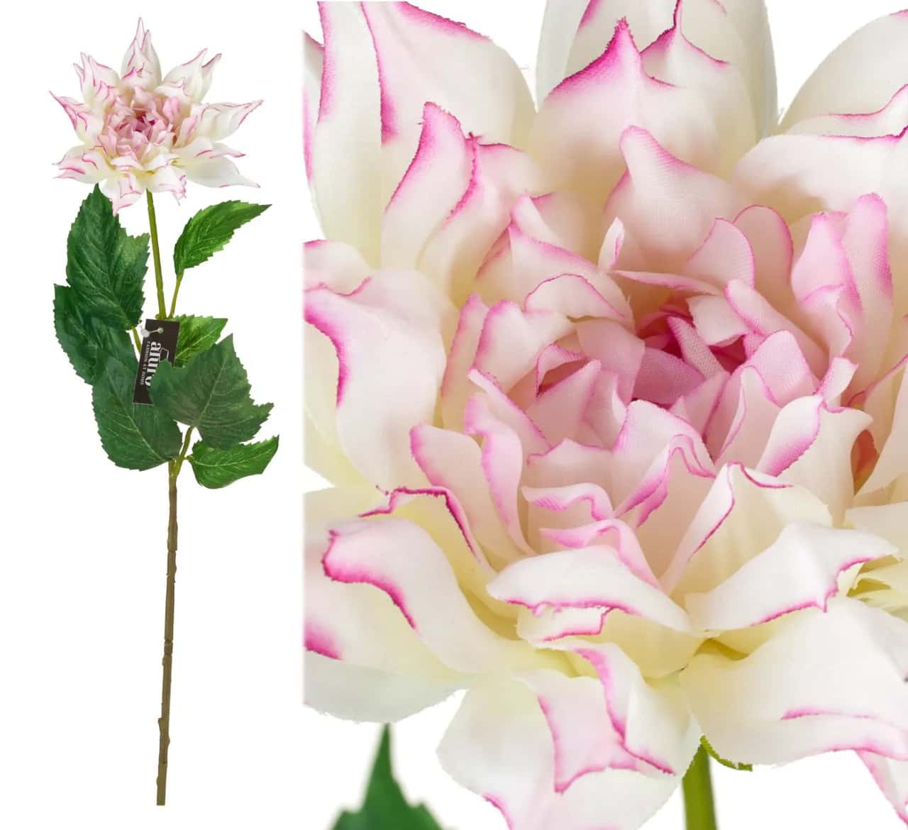 Dalia biało-różowa_ALURO – miniatura 1