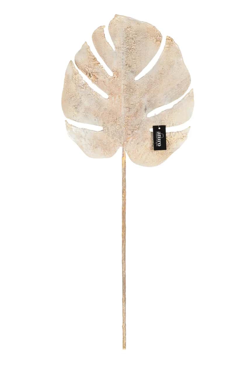Roślina szt.-Monstera – miniatura 1
