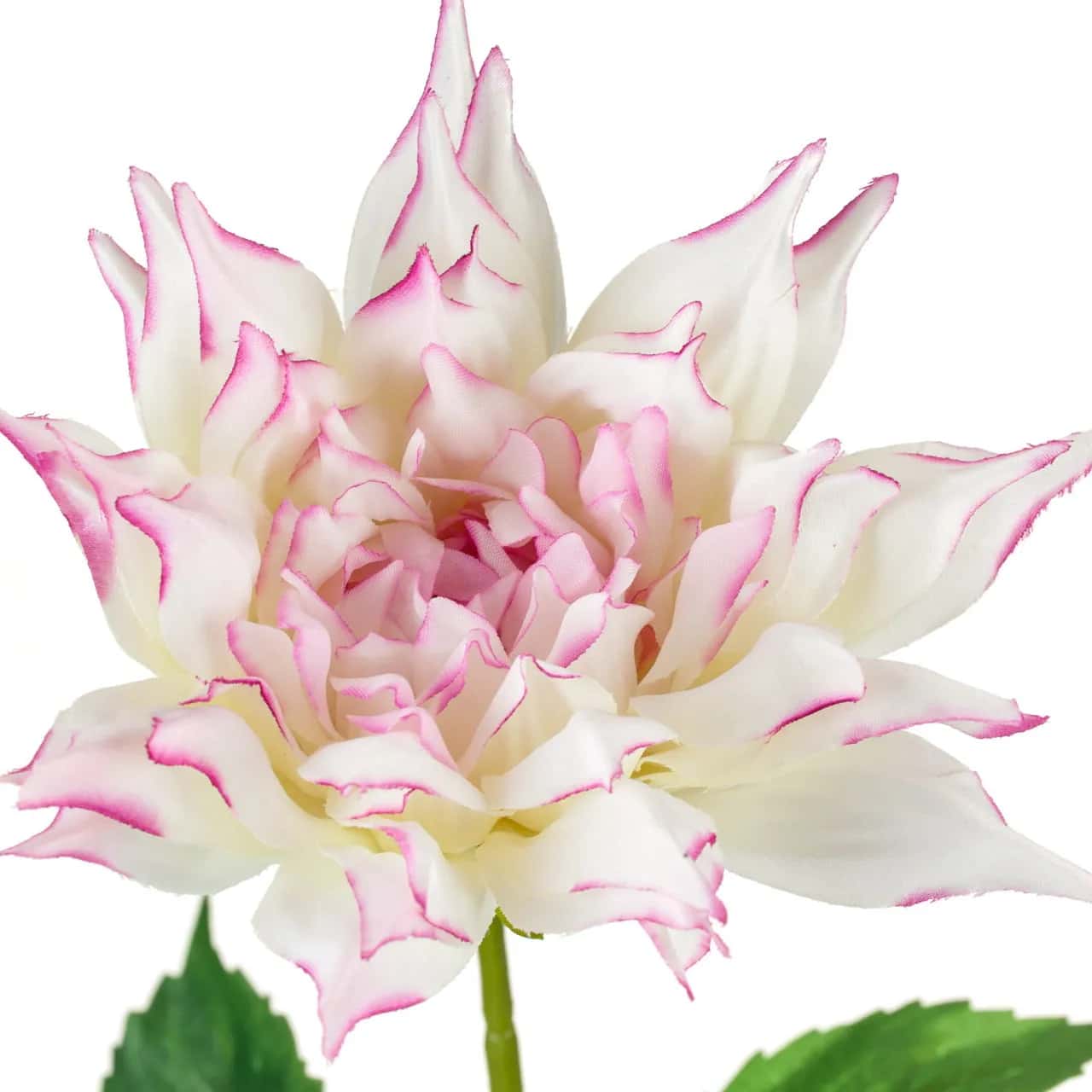 Dalia biało-różowa_ALURO – miniatura 4