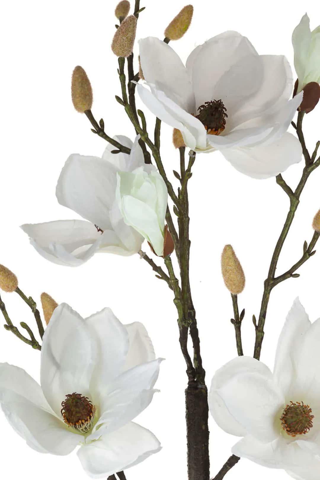 Magnolia biała w doniczce_Aluro – miniatura 4