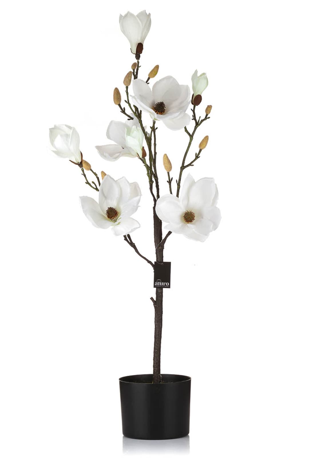 Magnolia biała w doniczce_Aluro