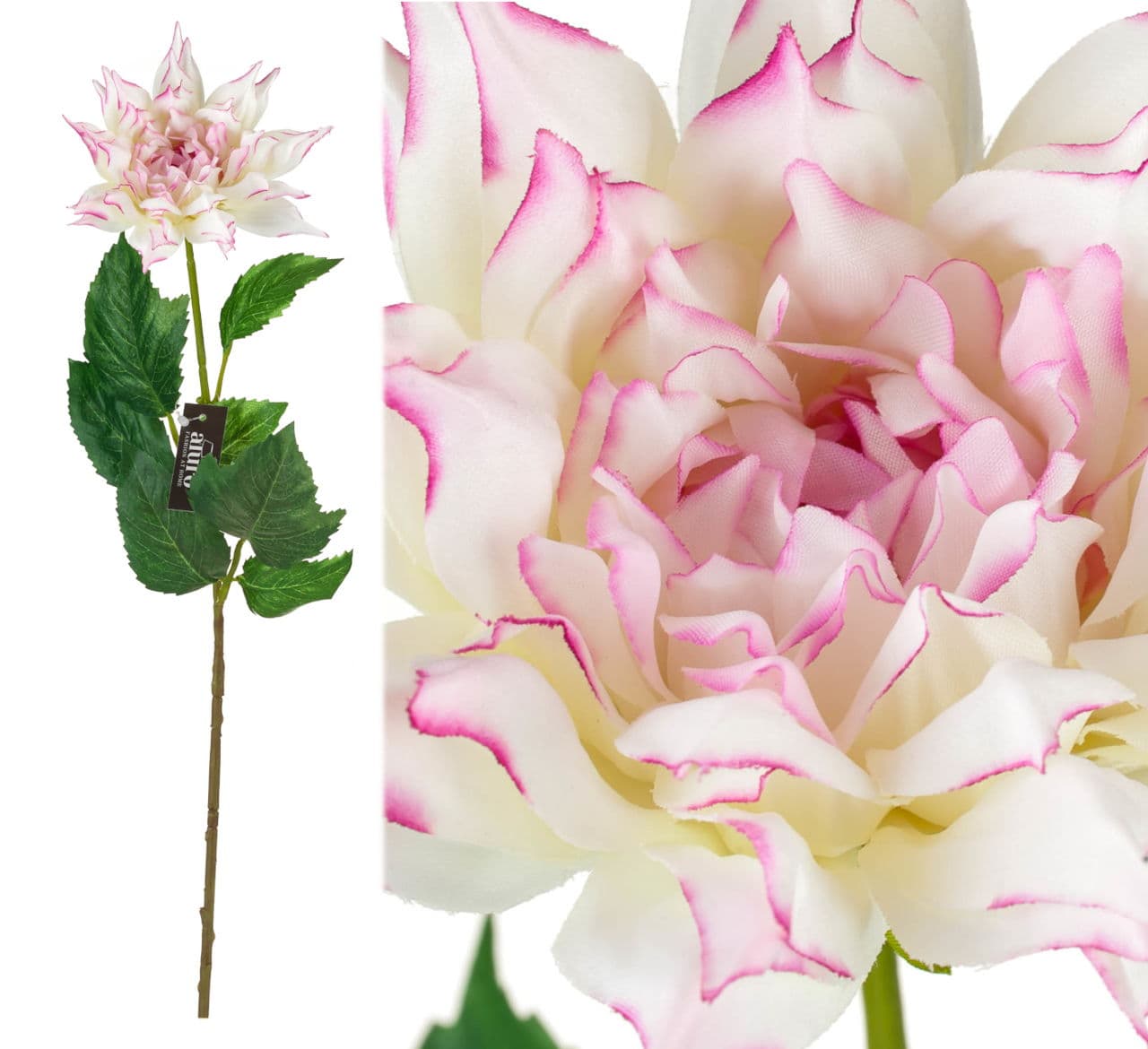 Dalia biało-różowa