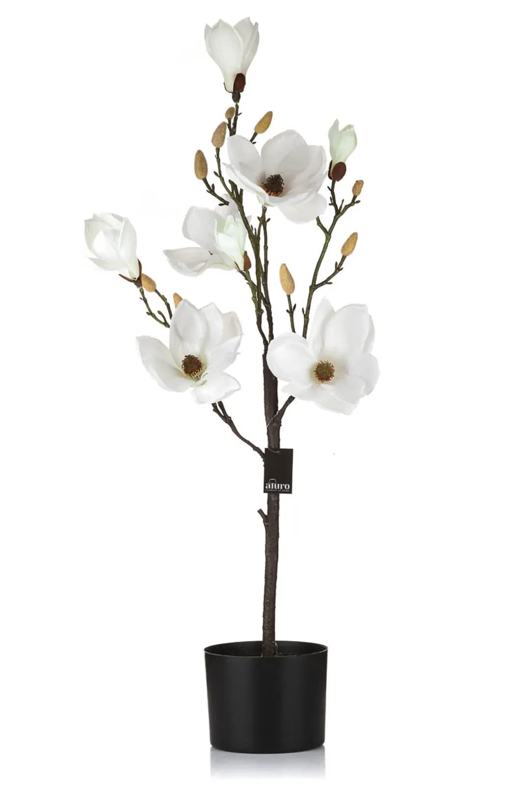 Magnolia biała w doniczce