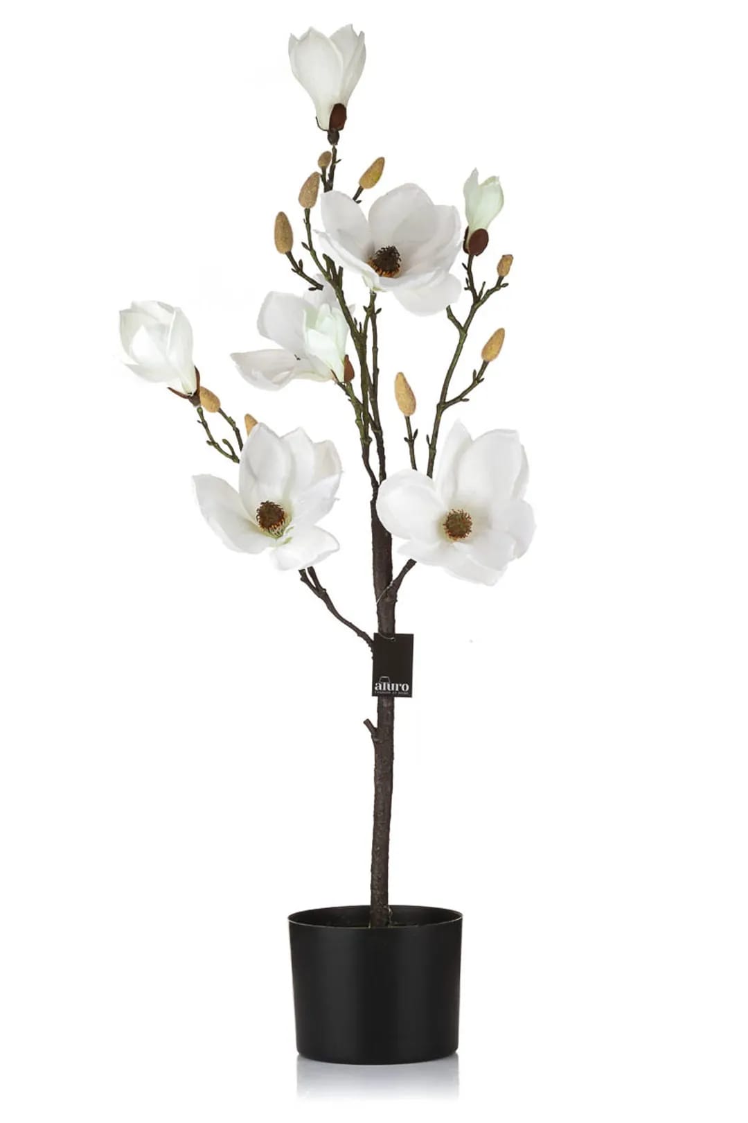 Magnolia biała w doniczce_Aluro – zdjęcie 1